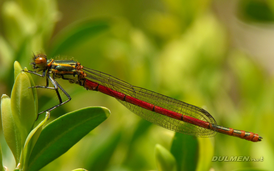 Large Red Damsel (Young male, Pyrrhosoma nymphula)